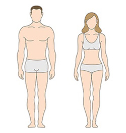 male vs female body shape